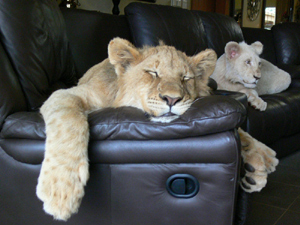 �� 7 ��� �������� ���������� ��������� ������� �� ��������� �� Animal Planet.